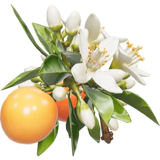 Flor de laranjeira e néroli