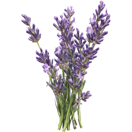 Lavanda