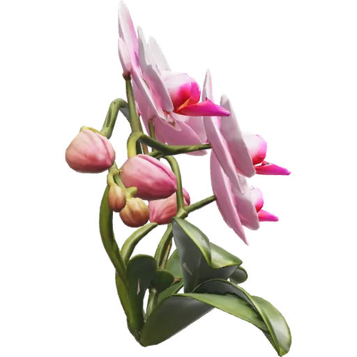 Orquídea