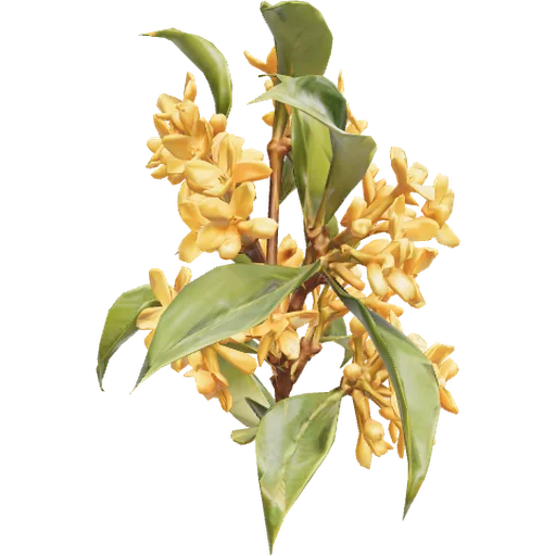Osmanthus