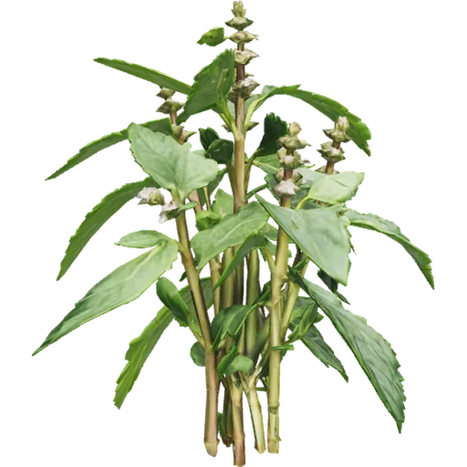 Patchouli
