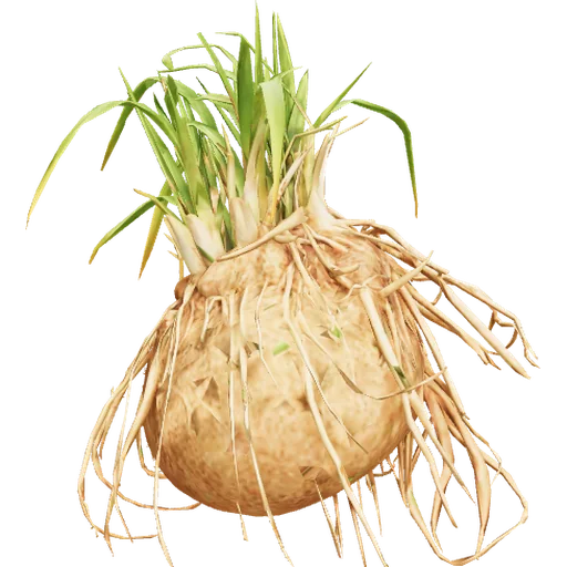 Vetiver